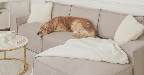 How to Keep Your Sofa Looking New with Kids and Pets at Home